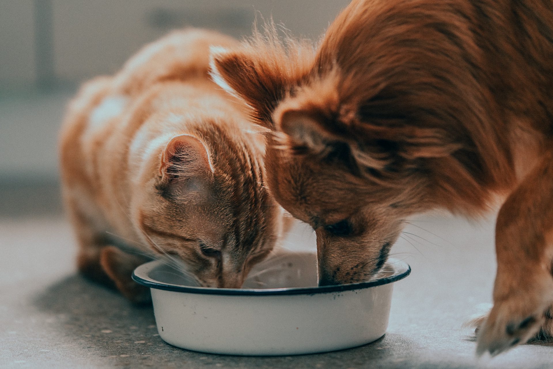 Hund und Katze fressen zusammen