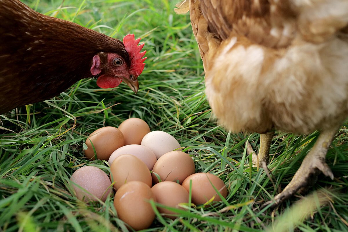 Hühner und Eier auf einer Wiese